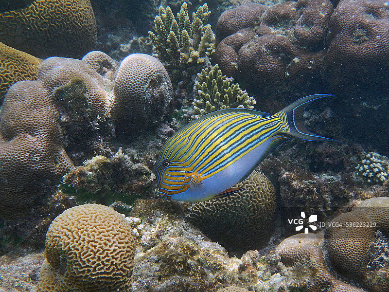 马尔代夫珊瑚礁上的线纹刺尾鱼图片素材