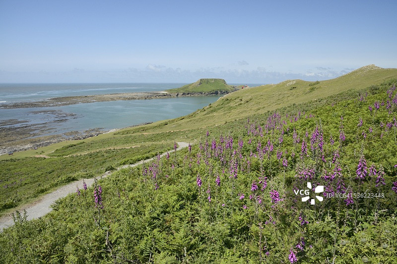 低潮时虫头岛与花图片素材