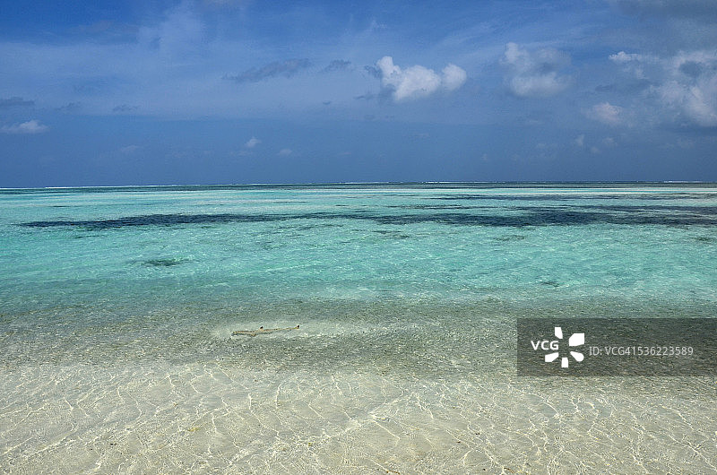 马尔代夫泻湖中的小鲨鱼图片素材