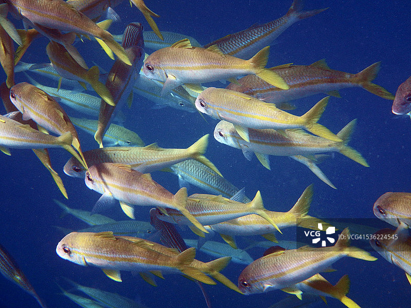 凡尼科伦鳂鱼群图片素材