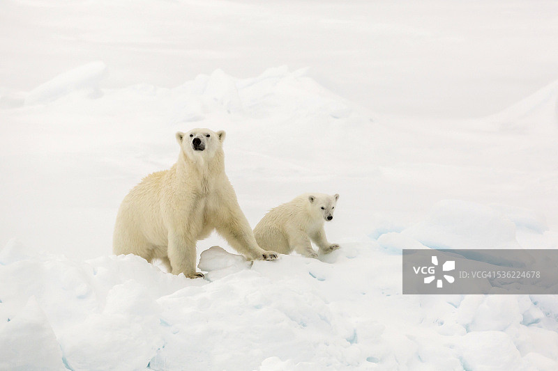 北极熊母子在斯瓦尔巴群岛海冰上（挪威）图片素材