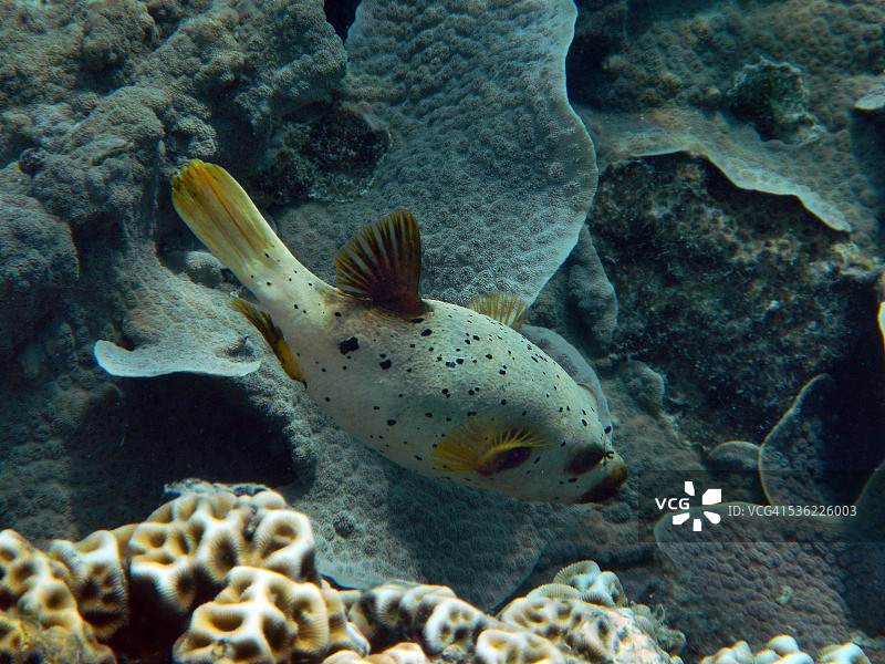 黑点多耙鲀图片素材