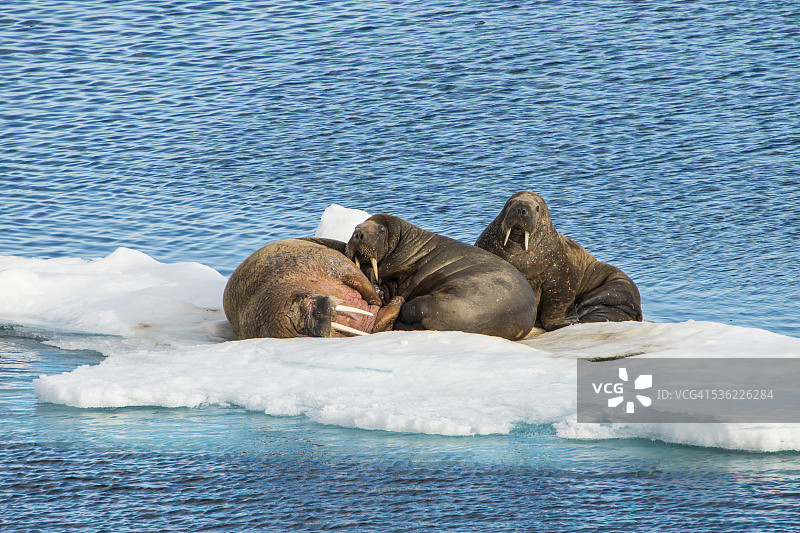 北极斯瓦尔巴德群岛冰架上的三只海象图片素材