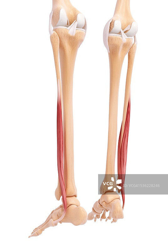 人类腿部肌肉组织，电脑艺术品。图片素材