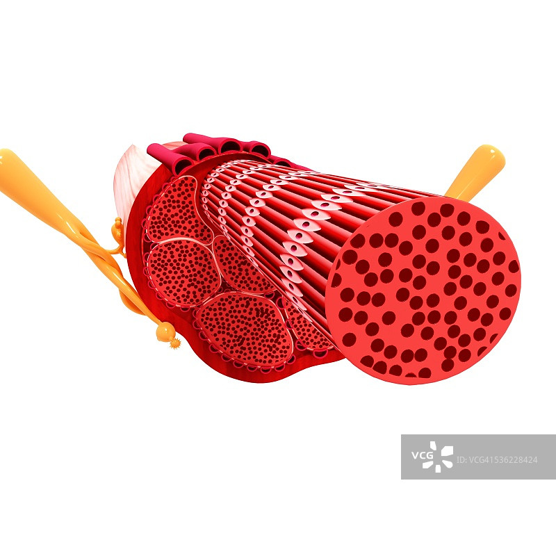 人体肌肉结构电脑图图片素材