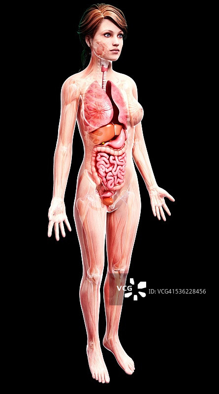 女性解剖学，电脑艺术作品。图片素材