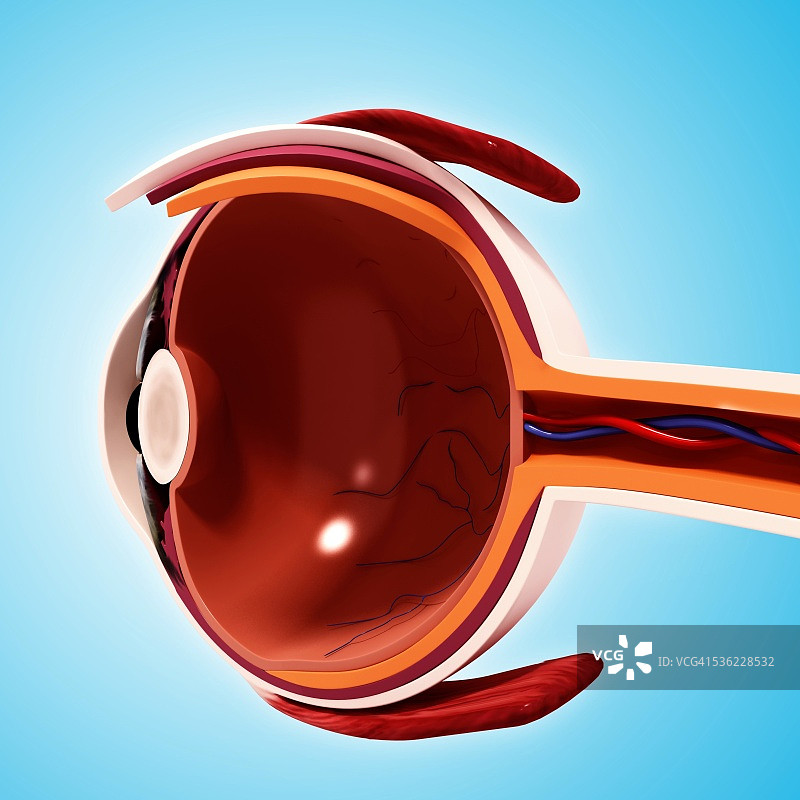 人眼解剖结构计算机艺术作品图片素材