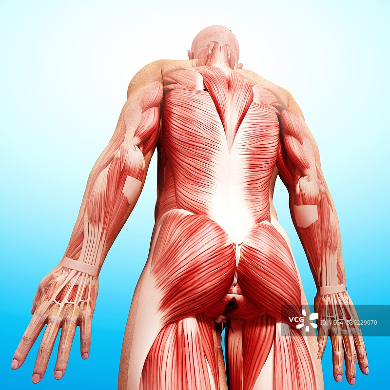 男性肌肉组织电脑艺术图图片素材