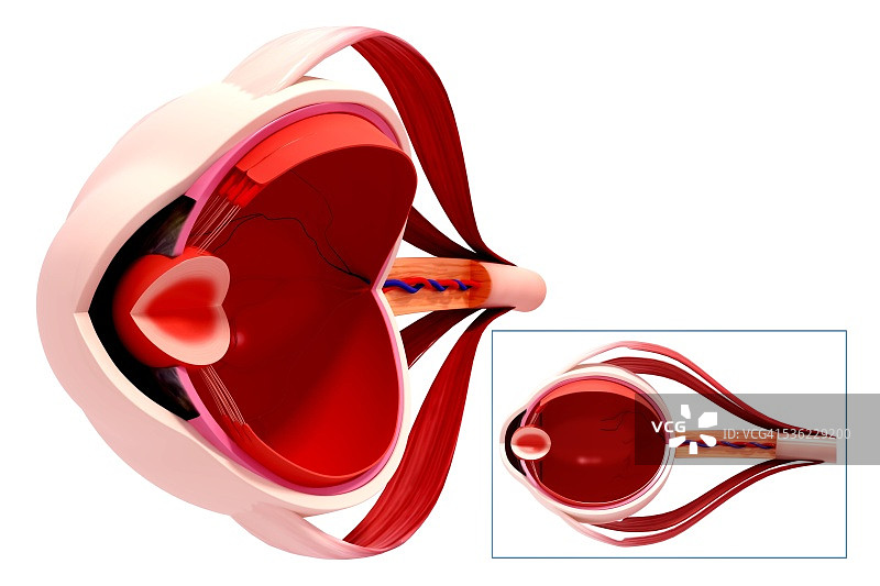 人眼解剖结构计算机艺术作品图片素材