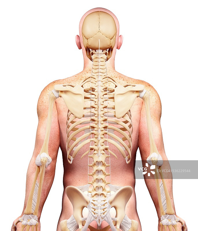 男性骨骼电脑艺术作品图片素材