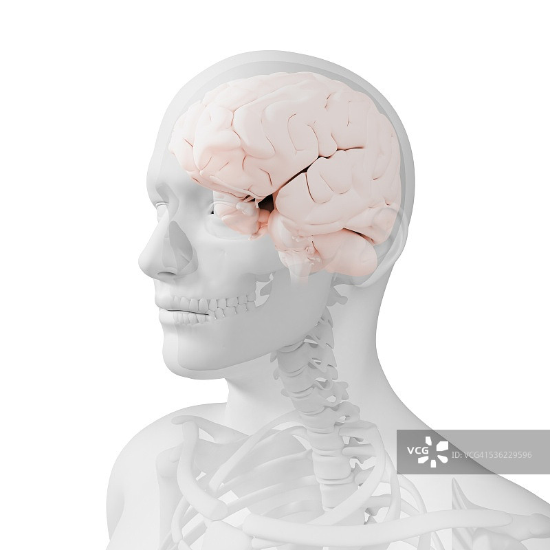 头解剖学、艺术品图片素材