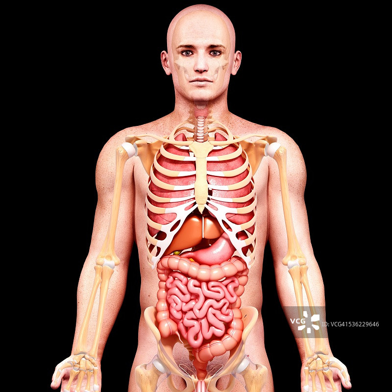 男性解剖学，电脑艺术作品。图片素材
