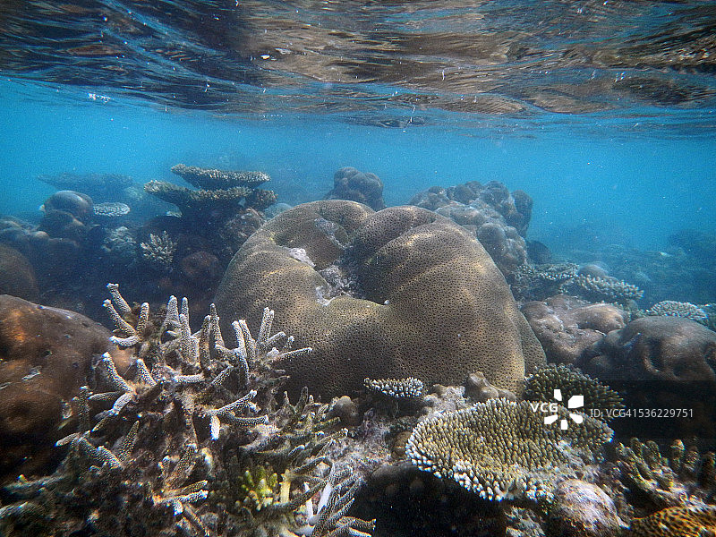 马尔代夫珊瑚礁中的脑珊瑚和轴孔珊瑚图片素材