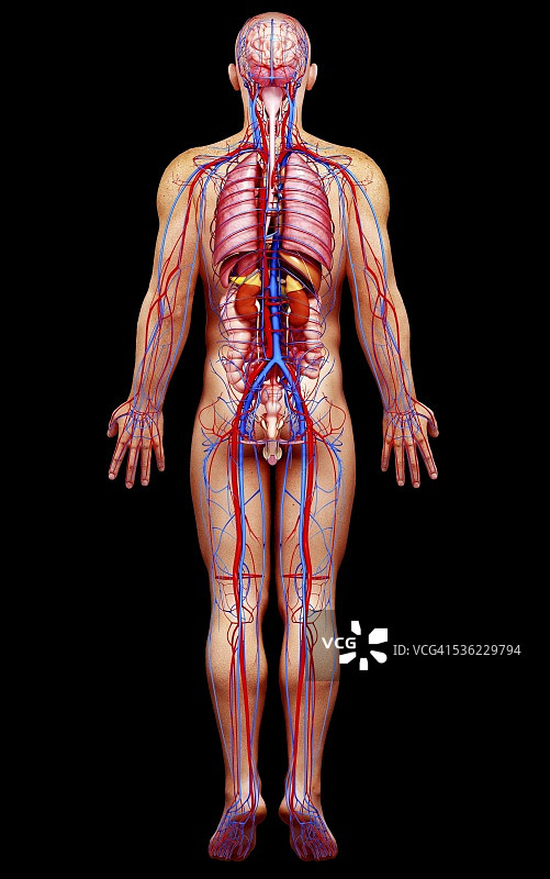 男性解剖学，电脑艺术作品。图片素材
