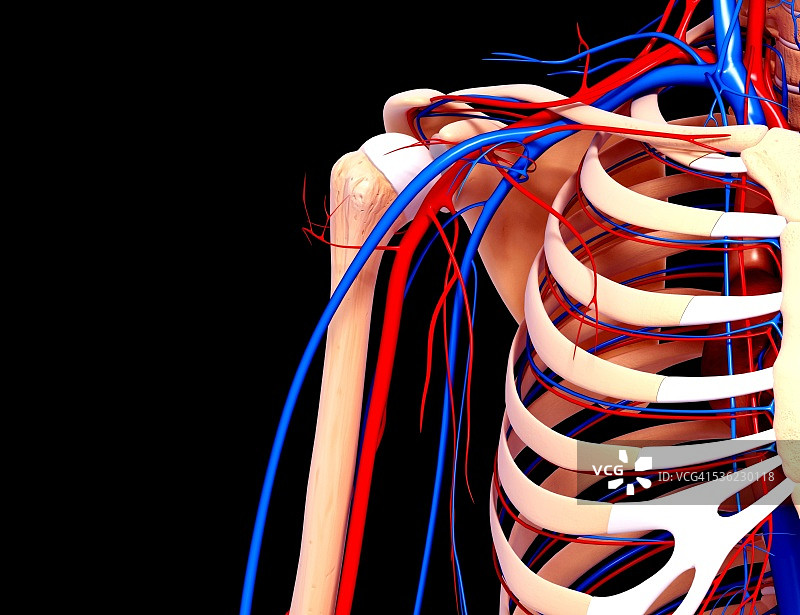 人类心血管系统，电脑艺术作品图片素材
