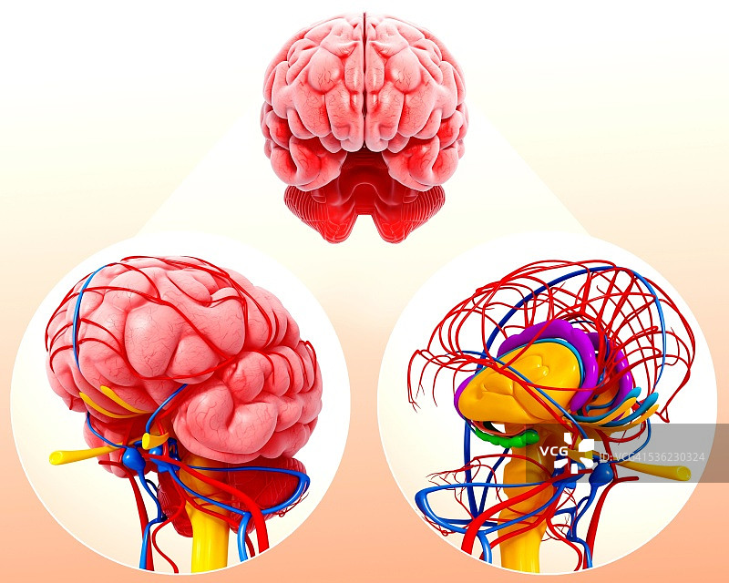 人脑解剖，电脑艺术作品图片素材