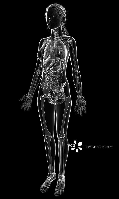 女性解剖学，电脑艺术作品。图片素材