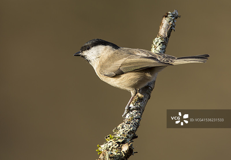 树枝上的沼泽山雀图片素材