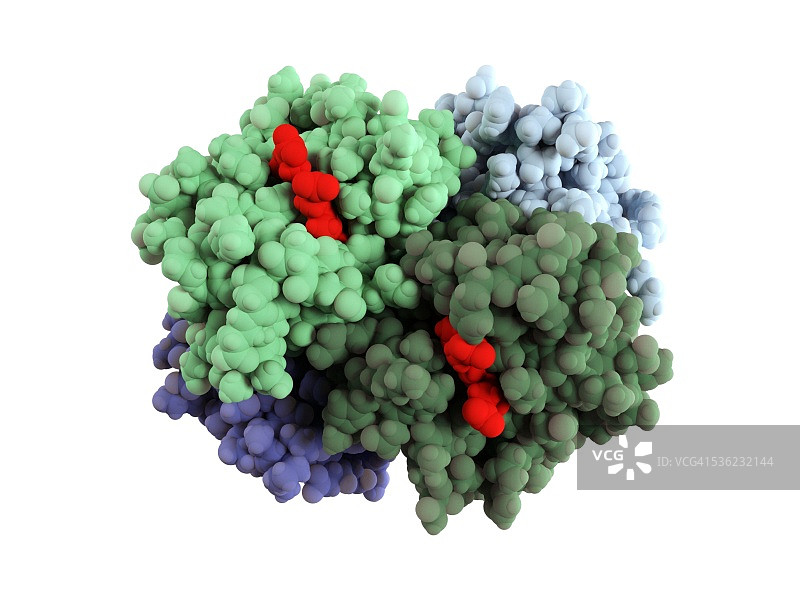血红蛋白分子结构电脑图：一种将氧气输送到全身的金属蛋白质图片素材