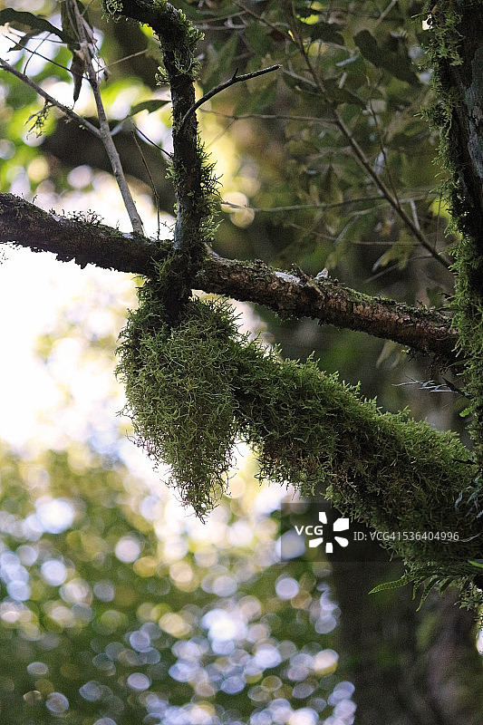 雨林中的寄生虫图片素材