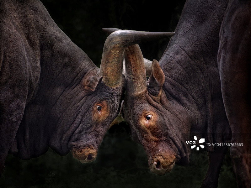 瓦图西人战斗图片素材