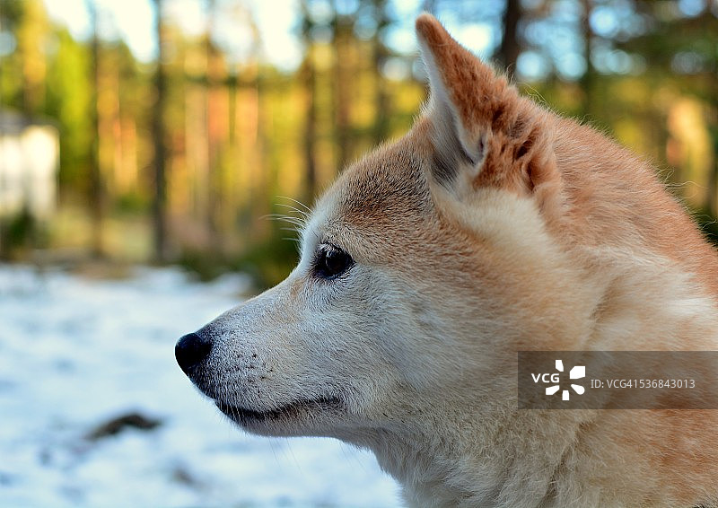柴犬头部图片素材