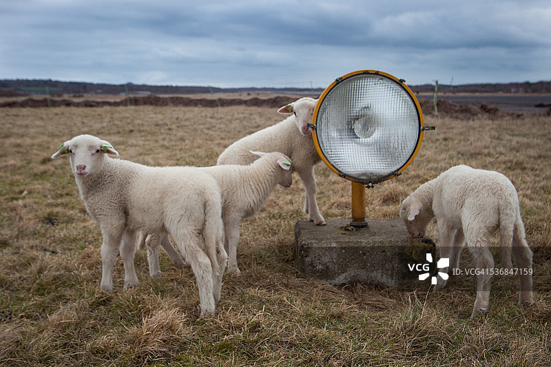 着陆灯和羔羊图片素材