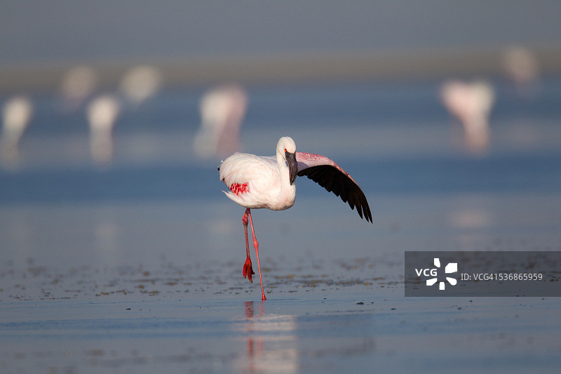 小库奇兰恩小火烈鸟图片素材