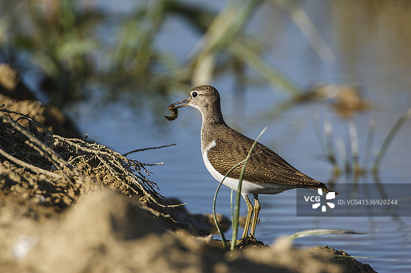 一只普通矶鹬，喙里叼着鞘翅目幼虫，在稻田中图片素材