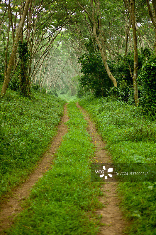 卡鲁金合欢树，南非夸祖鲁-纳塔尔图片素材