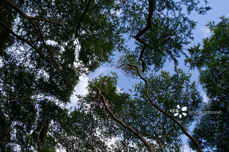 卡鲁金合欢树，南非夸祖鲁-纳塔尔图片素材