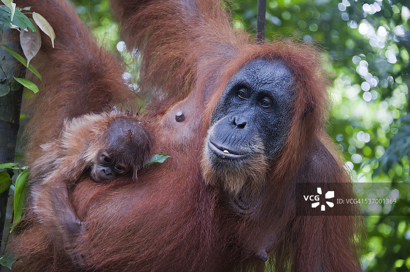 苏门答腊猩猩与幼崽在树上图片素材