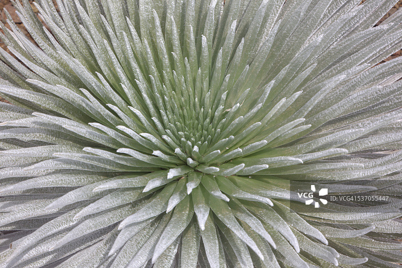 夏威夷的濒危植物图片素材