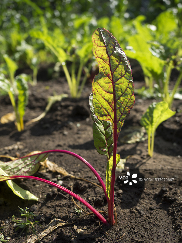 社区花园图片素材