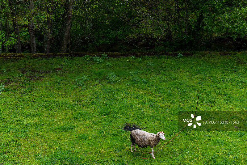 在葡萄牙绿色田野上的绵羊图片素材