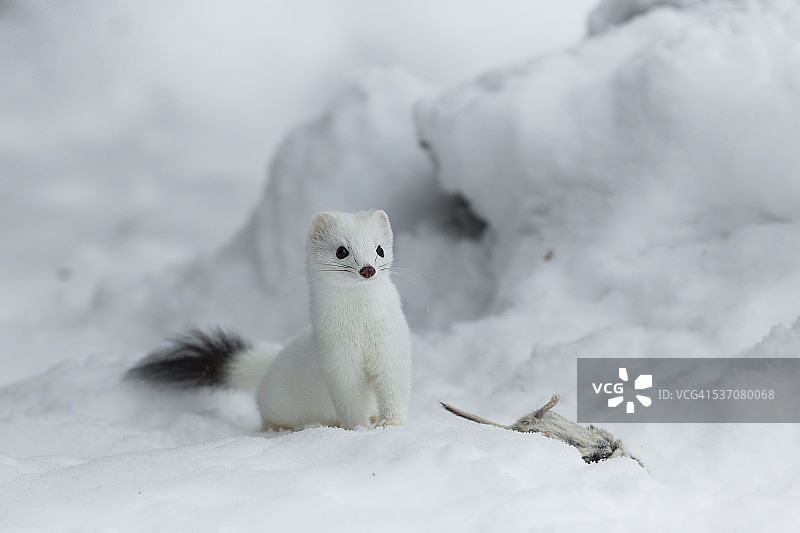 白鼬图片素材