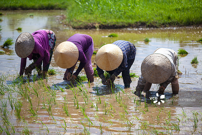 戴帽子的女人在越南稻田中插秧图片素材