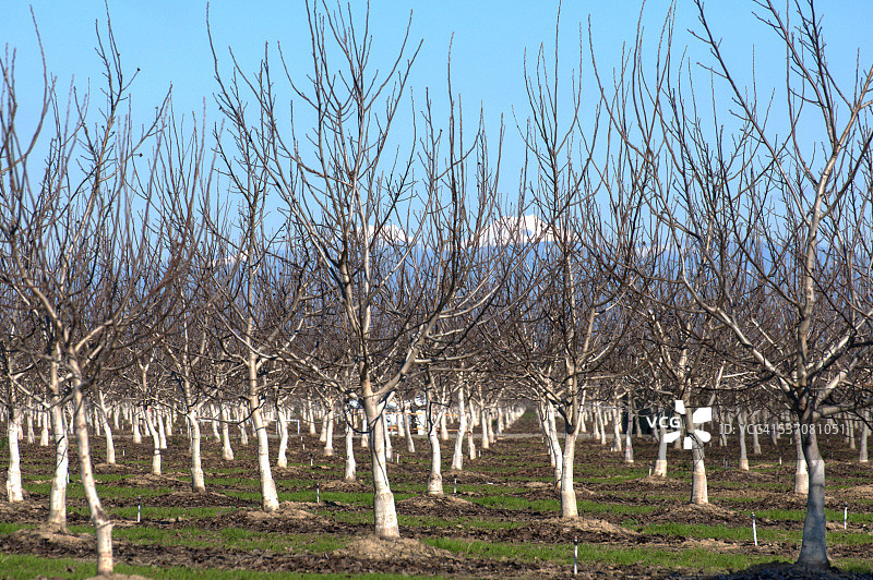 冬季的年轻核桃园，树干呈白色图片素材