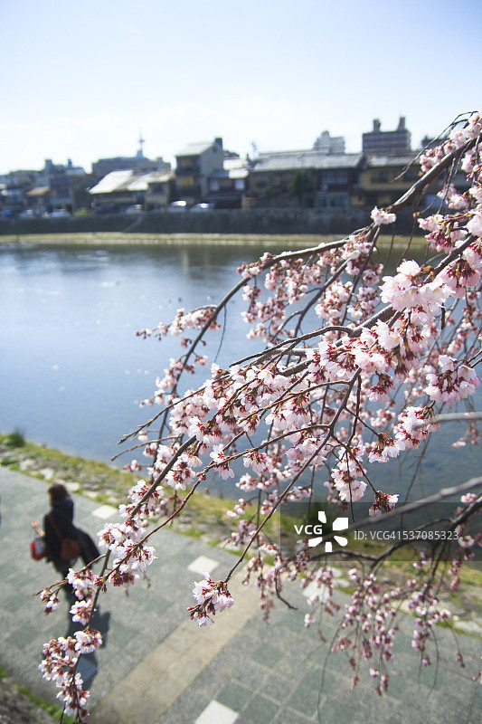 鸭川上的樱花图片素材