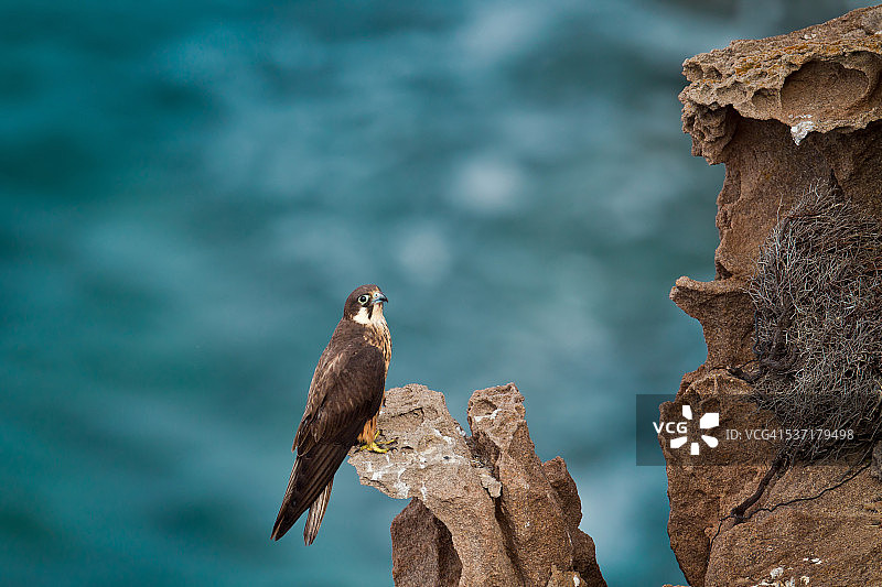 埃莉诺拉隼图片素材