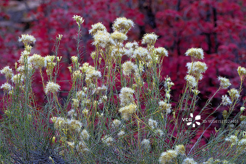 枫树下的兔子灌木图片素材