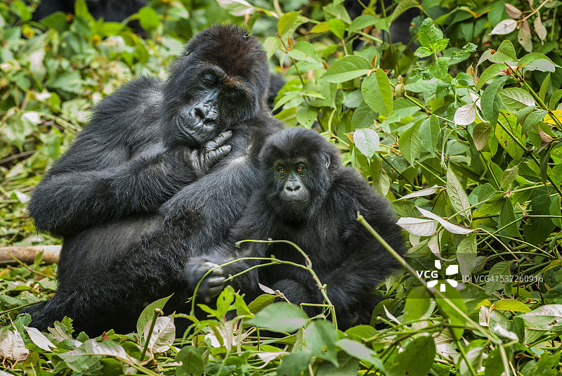 东部低地大猩猩母子，刚果，野生动物摄影图片素材