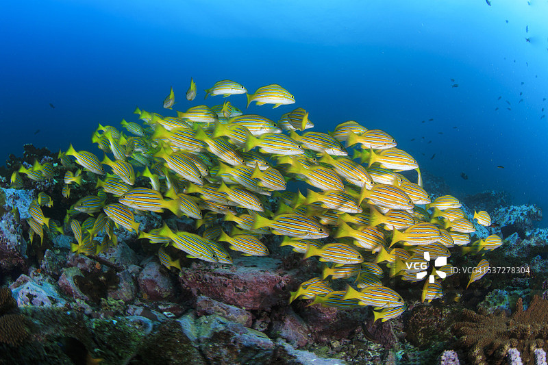 黄色鲷鱼群图片素材