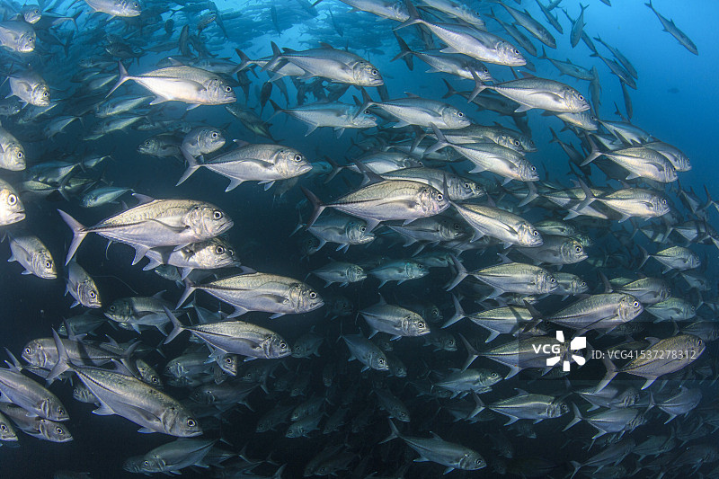 大眼金枪鱼群图片素材