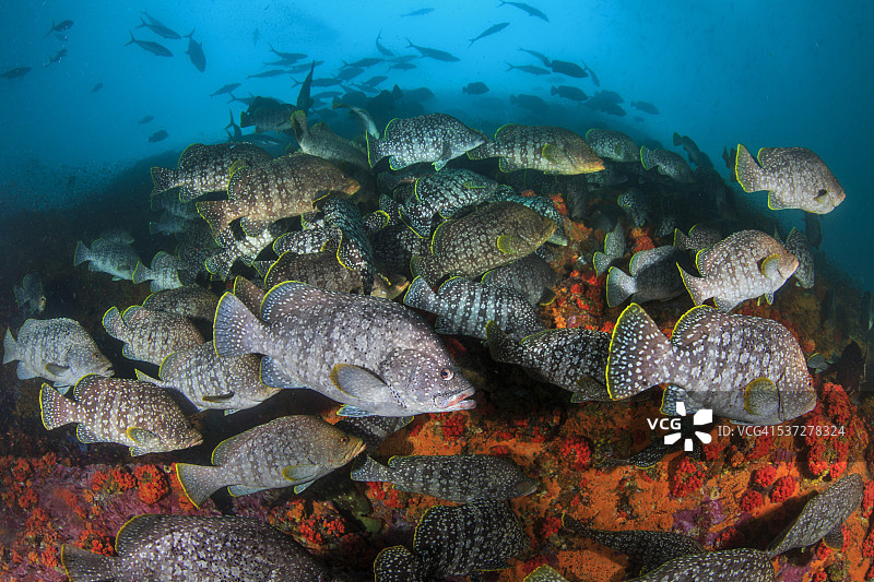 棱皮鲈鱼群交配图片素材