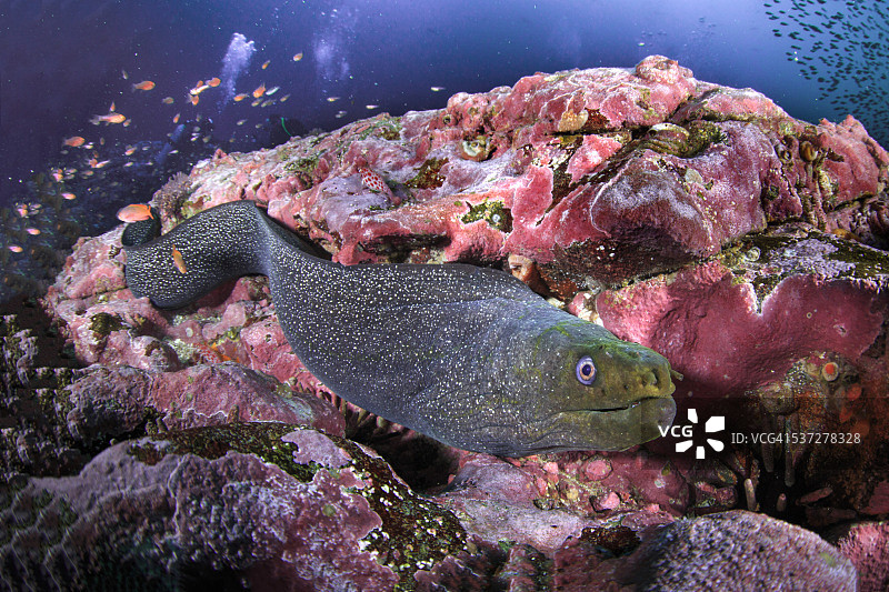 自由游动的黄色海鳝图片素材