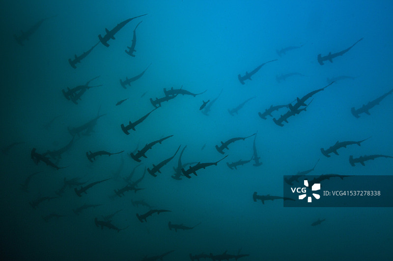 一大群锤头鲨图片素材