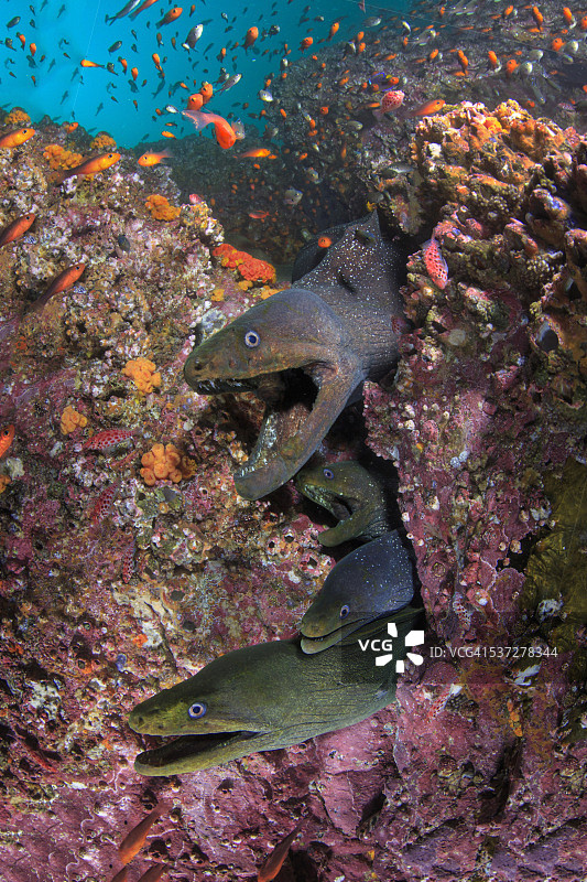 四条巨型海鳗组成的家庭图片素材