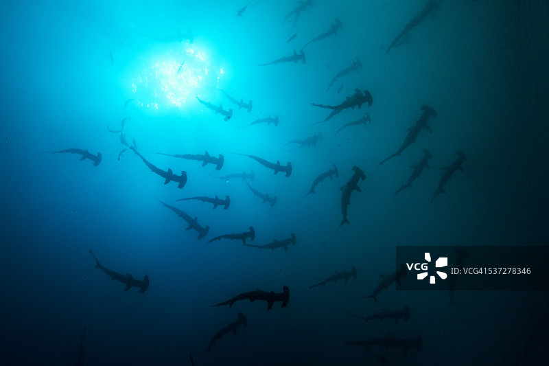 阳光下的锤头鲨群图片素材