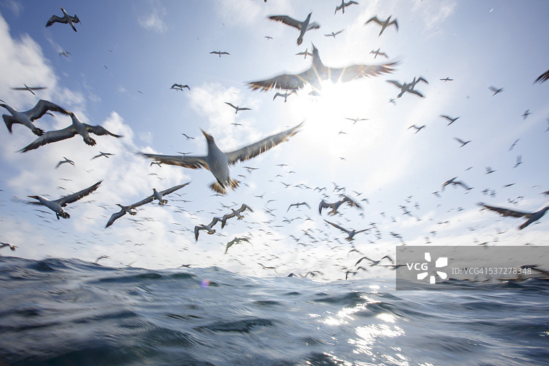 许多 Masked Booby 从海面飞走图片素材